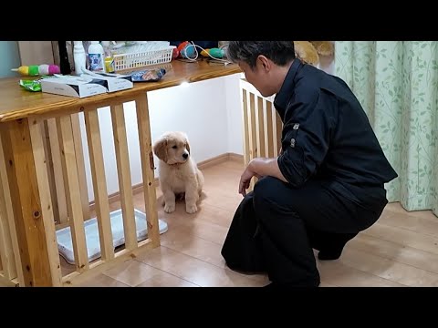 A new day will start with a growing puppy! A happy event. 【Golden Retriever japan】