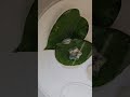 금붕어 애기 부화 후 유영(by 송성흡)