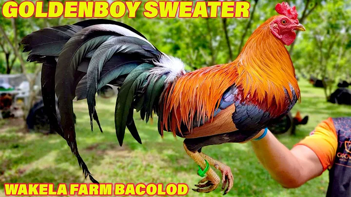 Beautiful Golden Boy Sweater Raptor Buddy Baughman...