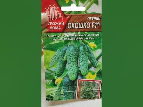 Эти ОГУРЦЫ Сметают Пачками! Огурцы завалят урожаем, лучшие сорта ...