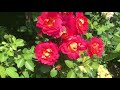 Обзор моих роз в июне ! Талисман моего сада