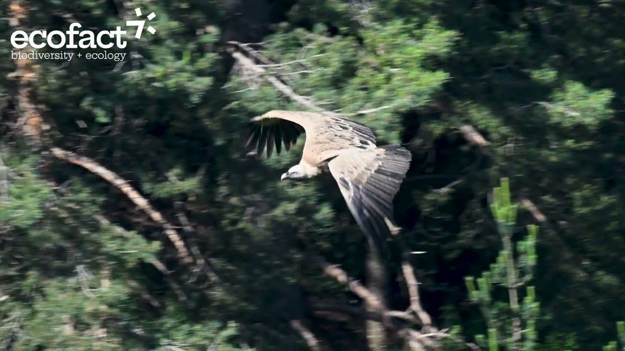Griffon Vulture (Gyps fulvus) in the Spanish Pyrenees (4K)