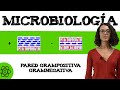 Microbiologia 🧫 Pared grampositiva.gramnegativa 🧬