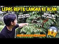 LEPAS REPTIL LANGKA INI KE HABITAT ASLINYA! AWALNYA MAU DIPELIHARA!