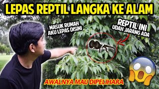 LEPAS REPTIL LANGKA INI KE HABITAT ASLINYA! AWALNYA MAU DIPELIHARA!