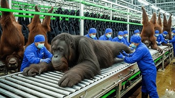 Inside the Chimpanzee Leather Factory: A Completely Fictional Industrial Concept