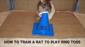 How to Train a Rat to Play Ring Toss - Audio tutorial