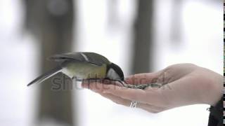 stock footage slow motion parus bird lands on hand and takes a seed