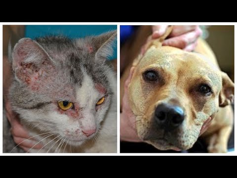 Блошиный дерматит - причина расчесов у кошек и собак