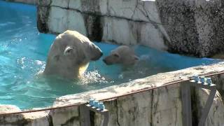 角に追いつめられたアイラ~Polar Bears are playing