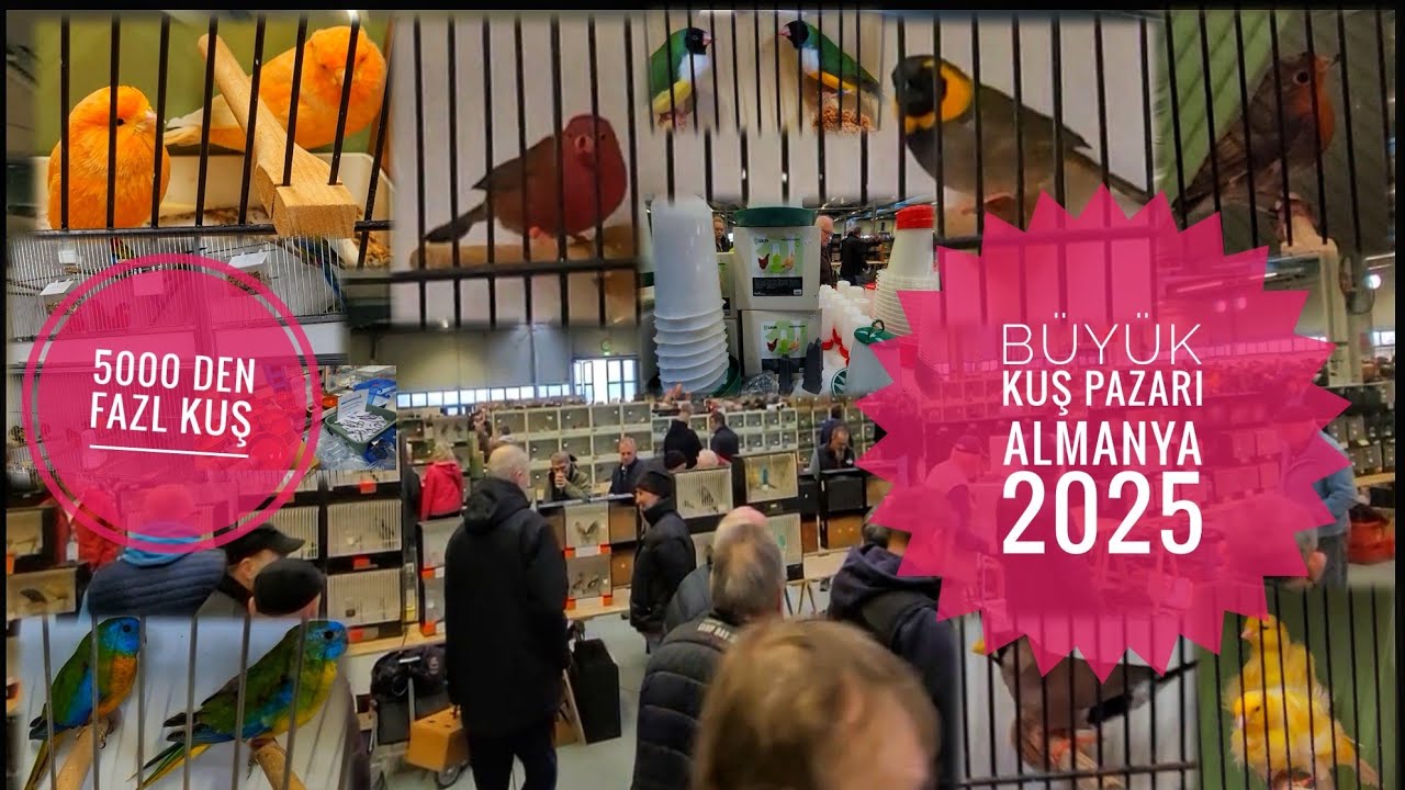 Yine bir Efsane  Kuş Pazarı  Almanya  Mart 2025. Isketeler, ispinozllar, muhabbet  vs...
