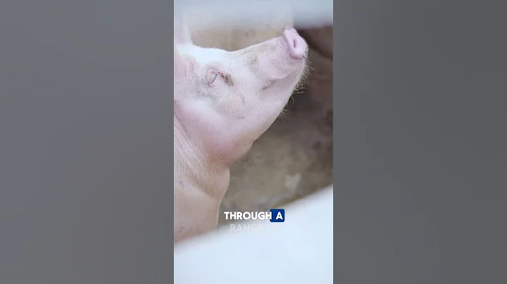 5 FVCTS 5 Facts About Pigs zfa #facts #shorts #trending #pigs #animals #wildlife #story #pork