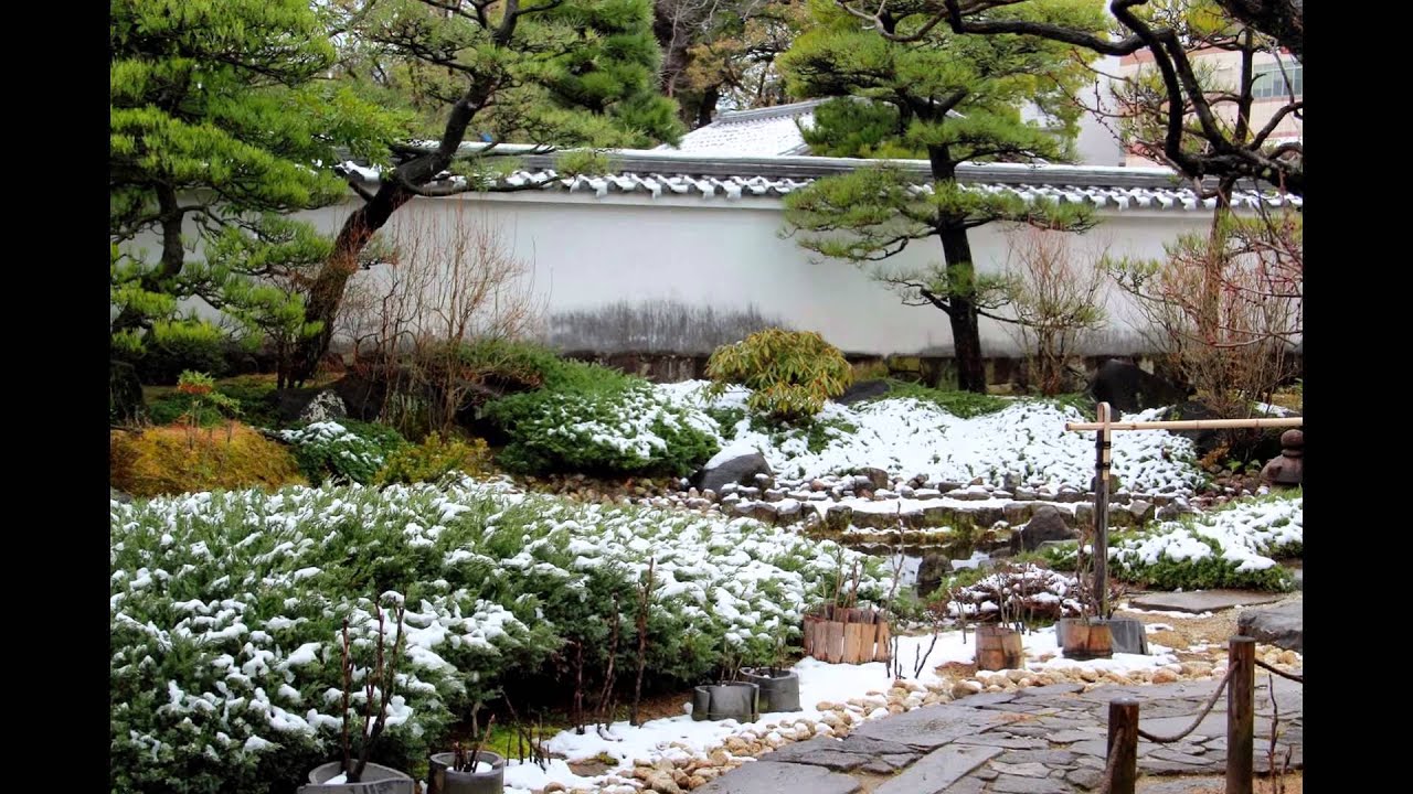 日々 遥か 蝋梅 雪中四友 日々 遥か 蝋梅 雪中四友