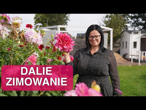 Video: Dalie