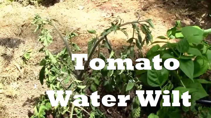 What Water Wilt in Tomatoes Looks Like! Yikes. - DayDayNews