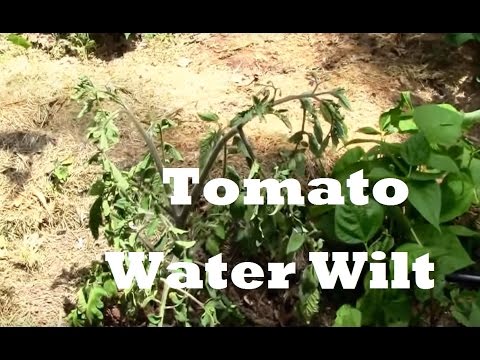 वीडियो: क्या अधिक पानी देने से मुरझा जाता है?