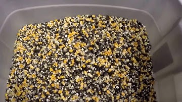 Satake EVOLUTION Blue Corn Sorting Discolored and FM