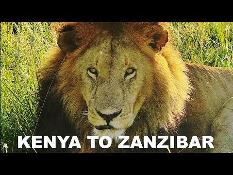 Kenya Tanzania Safari Highlights Maasai Mara Serengeti Ngorongoro Zanzibar Travel Guide 2025