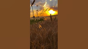 (فَمَا بَكَتْ عَلَيْهِمُ السَّمَاءُ وَالْأَرْضُ وَمَا كَانُوا مُنظَرِينَ) القارئ : هزاع البلوشي
