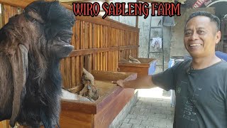 Download Lagu JUAL KAMBING DAN KANDANGNYA BERALIH KE KAMBING KONTES @alekbudisantoso9048  MP3 Download Lagu JUAL KAMBING DAN KANDANGNYA BERALIH KE KAMBING KONTES @alekbudisantoso9048  MP3