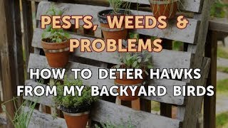 How to Deter Hawks From My Backyard Birds Information