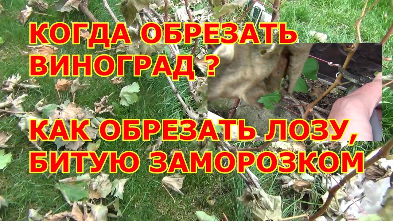 Когда обрезать калину