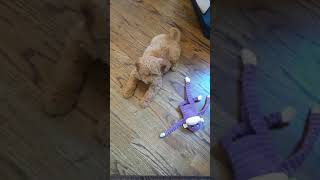 First time puppy tries to bark - #goldendoodle #shorts by iamdogsmart 43 views 6 years ago 18 seconds