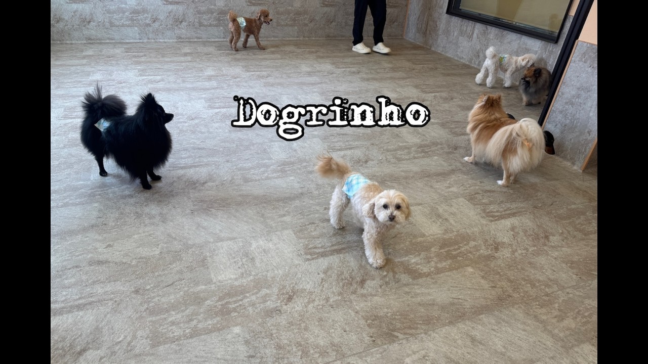 Dog daycare in Japan DogRinho 犬の保育園 20260618 - YouTube