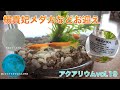 【アクアリウム】楊貴妃メダカお迎え　アクアリウム&飼育日記 vol.19 / aquarium