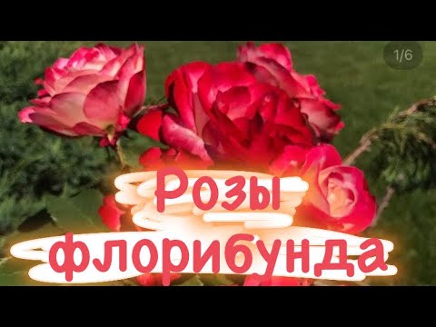 Розы флорибунда 🌹