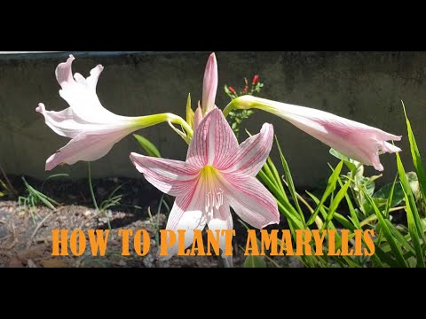 Video: Amaryllis Soil Requirements: Ano Ang Pinakamagandang Potting Mix Para sa Amaryllis