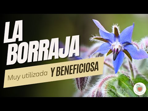 Video: ¿La borraja es perenne?