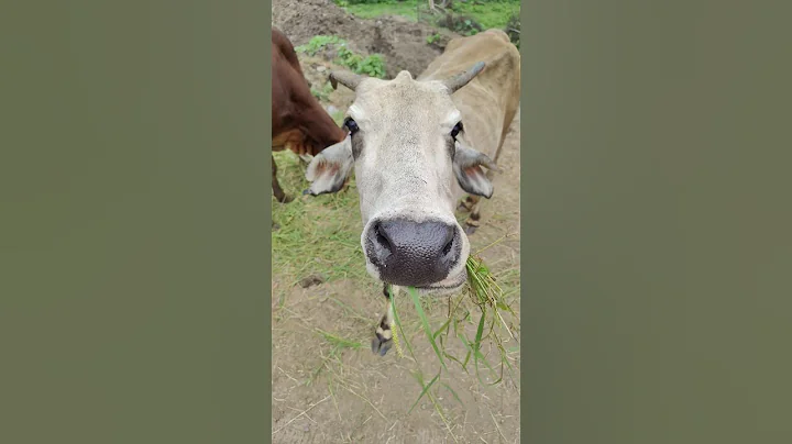 jay shree ram 🚩#jay gau mata 🦚##gaumata #cow #gaushala #cows #gau #jaigaumata #gauraksha #animal