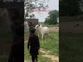 Biggest old beauty Dera Ashraf Khan mirwal 2k24 Husne Mirwal ❤💯💯 Mash Allah #shorts #rawalpindi #cow