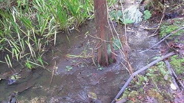 Bald Cypress Tree  will grow in standing water