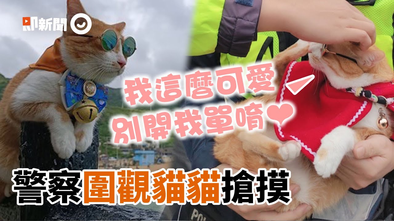 橘貓太吸睛 警察圍觀 搶摸 網笑翻 別忘記工作xd 寵物動物 看新聞 Youtube