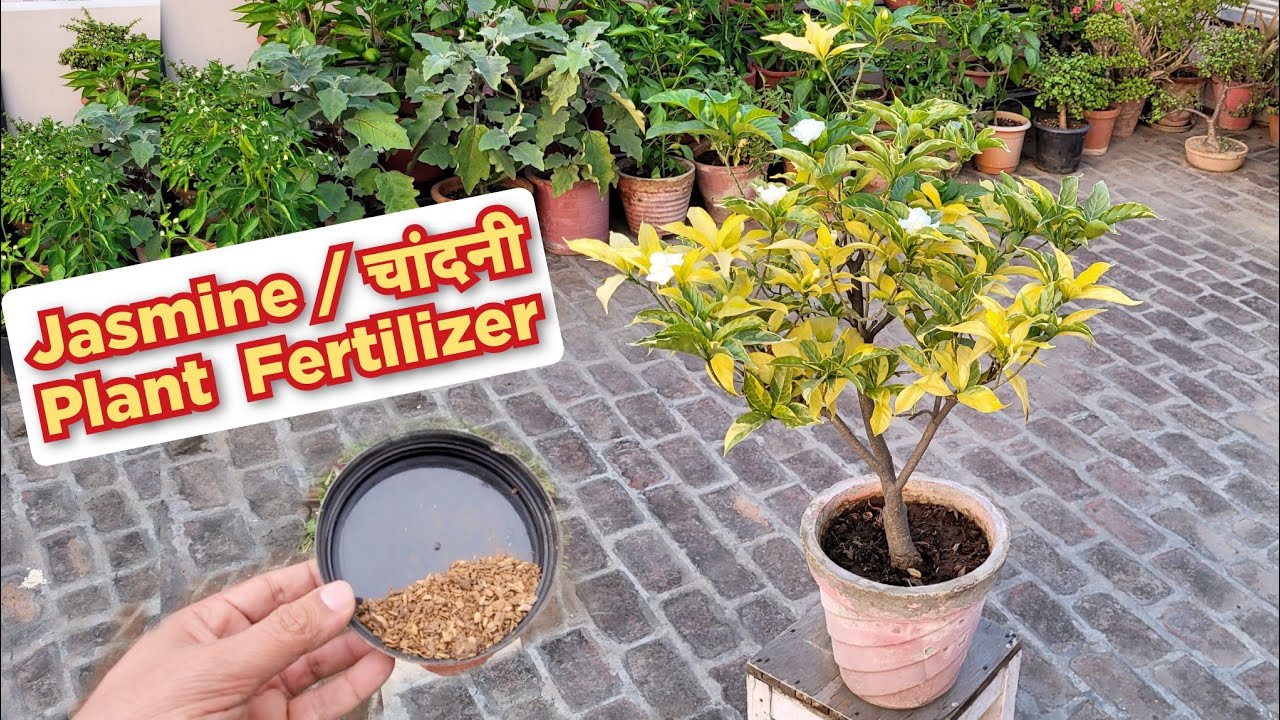 Jasmine plant fertilizers for more flowers / Chandni_Jasmine Care Tips
