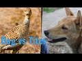 TiTER Birds / DOG FUNNYEST