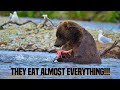 What do Brown Bears Eat? - Brown Bear&#39;s Diet