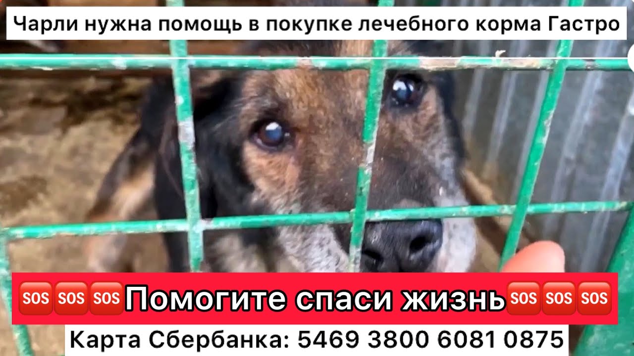 🆘🆘🆘НУЖНА ПОМОЩЬ СТАРИЧКАМ В ПОКУПКЕ ЛЕЧЕБНОГО КОРМА РОЯЛ КАНИН ГАСТРО🚨 ...