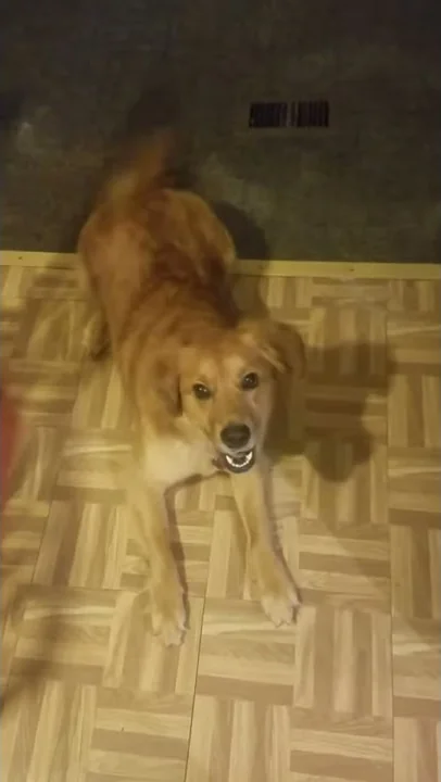 Landfills world. He was rescued from a landfill.