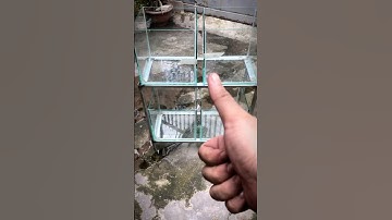 Làm chân và hồ để nuôi cá Lóc cho khách#channa #calockieng #channamaru #fish #caloc #xuhuong #shorts