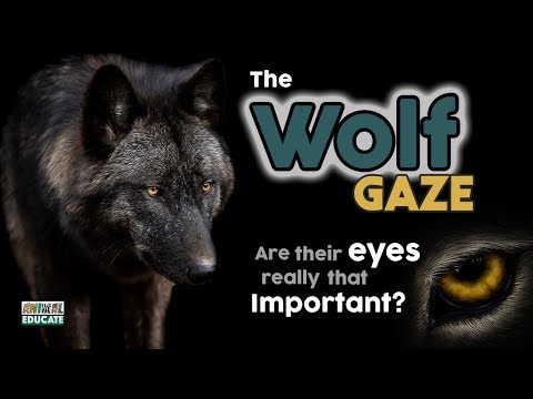 The Wolf Gaze 🐺 are wolf eyes really that important?