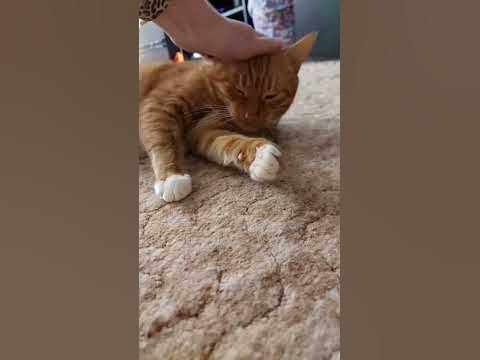 кот#персик - YouTube