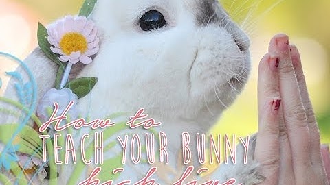 How to teach your bunny high five