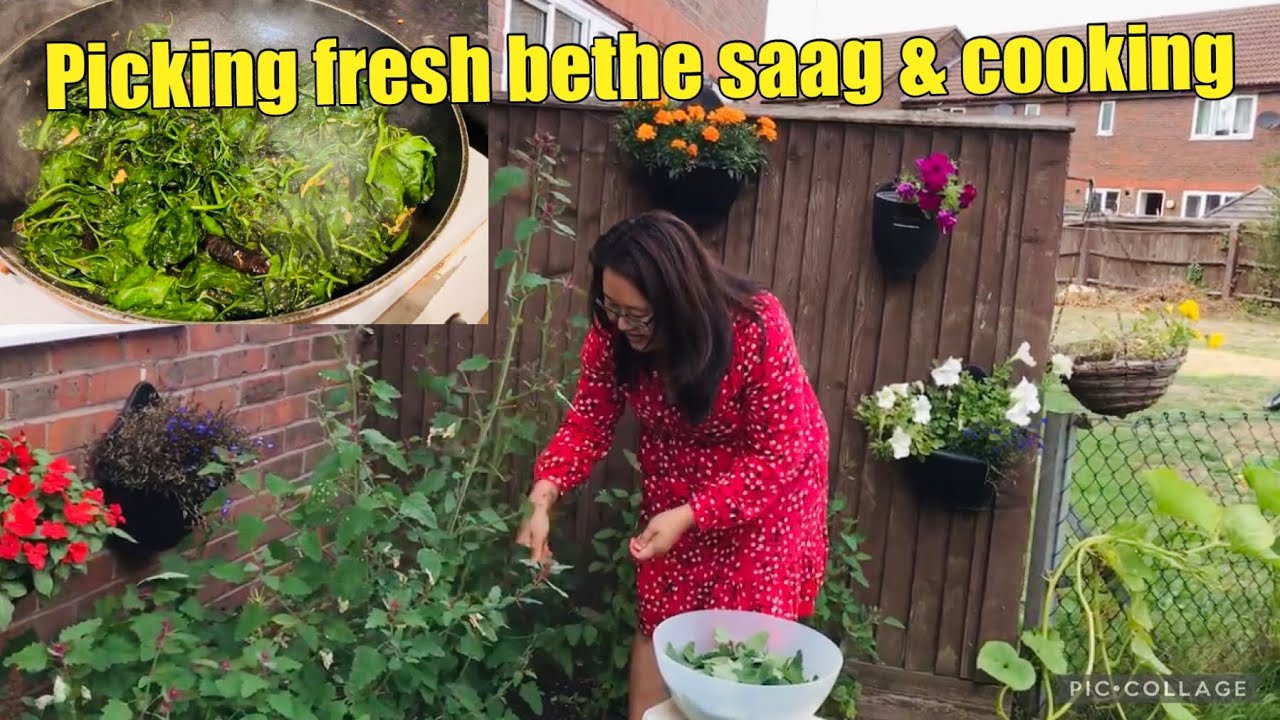 Tree spinach | Magenta spreen| Bethe saag | Picking fresh and stir fry 