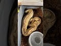 Huge Ball Python ovulation! Lemonblast Desert Ghost Pieds coming soon!