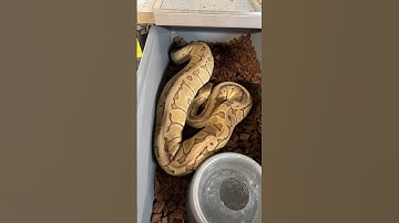 Huge Ball Python ovulation!  Lemonblast Desert Ghost Pieds coming soon!