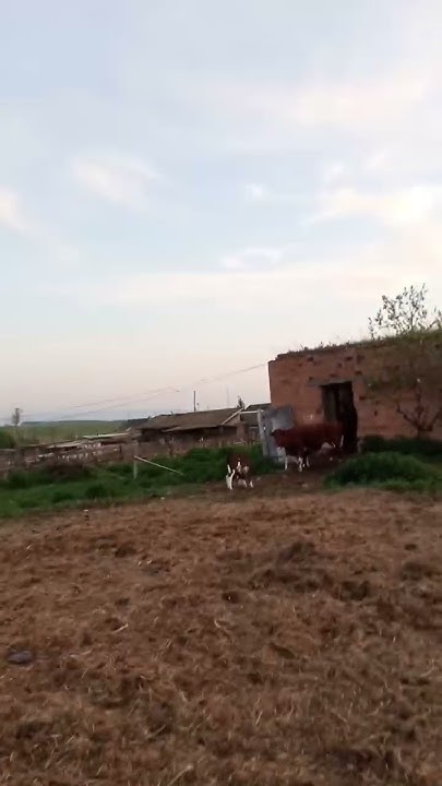 Пополнение 🎉Корова верта,тёлочку назовём симка у бычка кличка бродяга🤭у ...