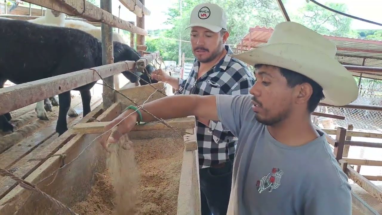 🐑GANADO pelifolk, Visitamos la granja santa teresa ☘️,en el cuis jalisco 🐑